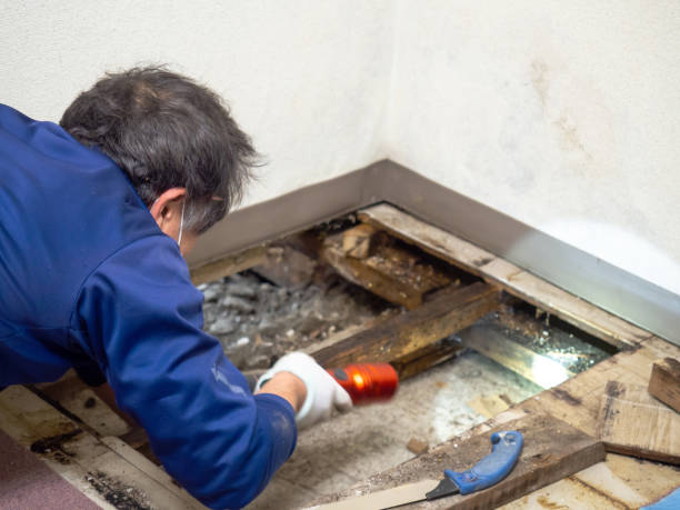 Best Fast Mold Removal  in Salina, UT