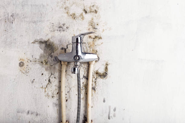 Best Office Mold Removal Services  in Salina, UT