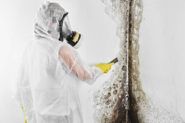 Best Home Mold Removal  in Salina, UT