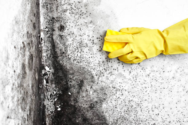 Best Emergency Mold Removal  in Salina, UT