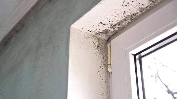 Best Commercial Mold Removal  in Salina, UT