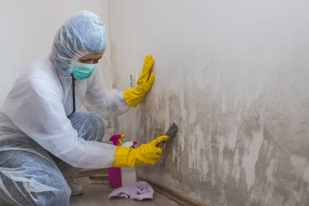 Best Commercial Mold Removal  in Salina, UT
