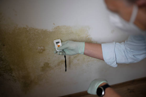Best Fast Mold Removal  in Salina, UT