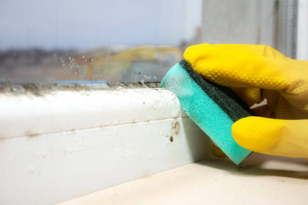 Best Residential Mold Removal  in Salina, UT