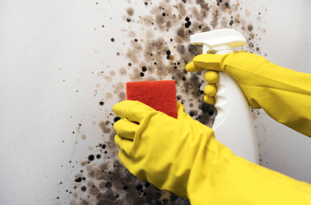 Best Commercial Mold Removal  in Salina, UT