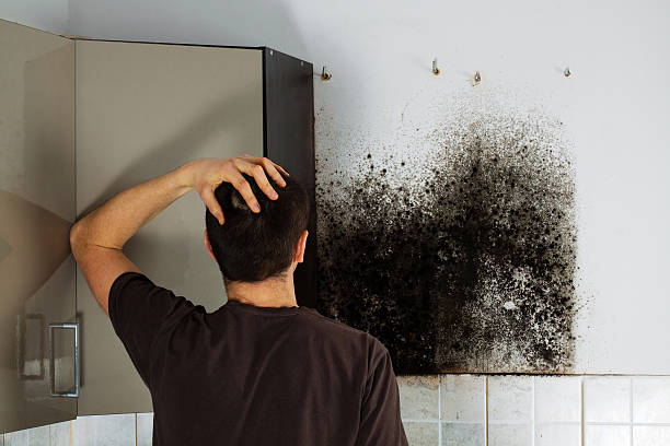 Best Mold Testing  in Salina, UT
