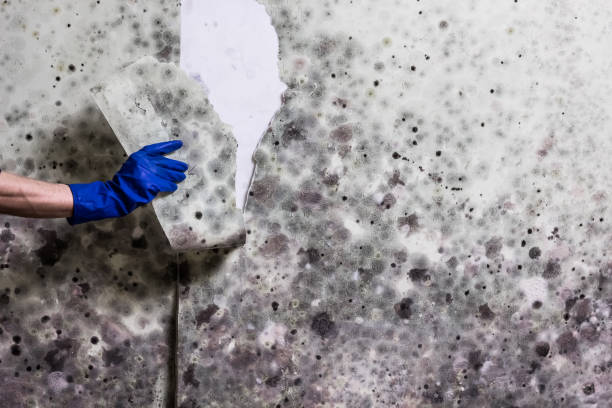 Best Best Mold Removal Companies  in Salina, UT