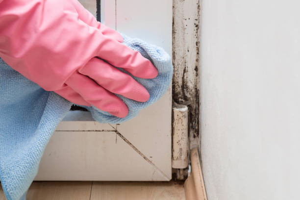Best Mold Removal and Inspection  in Salina, UT