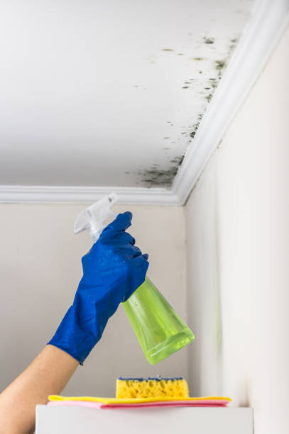 Mold Removal and Inspection in Salina, UT