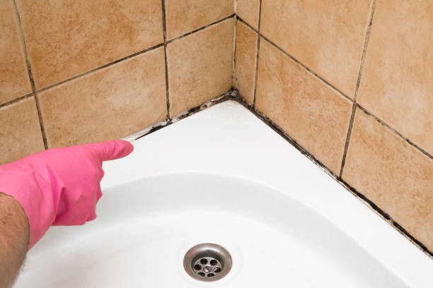 Best Local Mold Removal Service  in Salina, UT