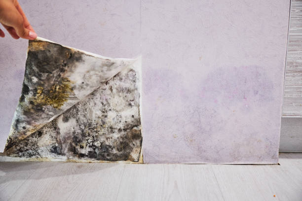 Best Mold Removal Near Me  in Salina, UT
